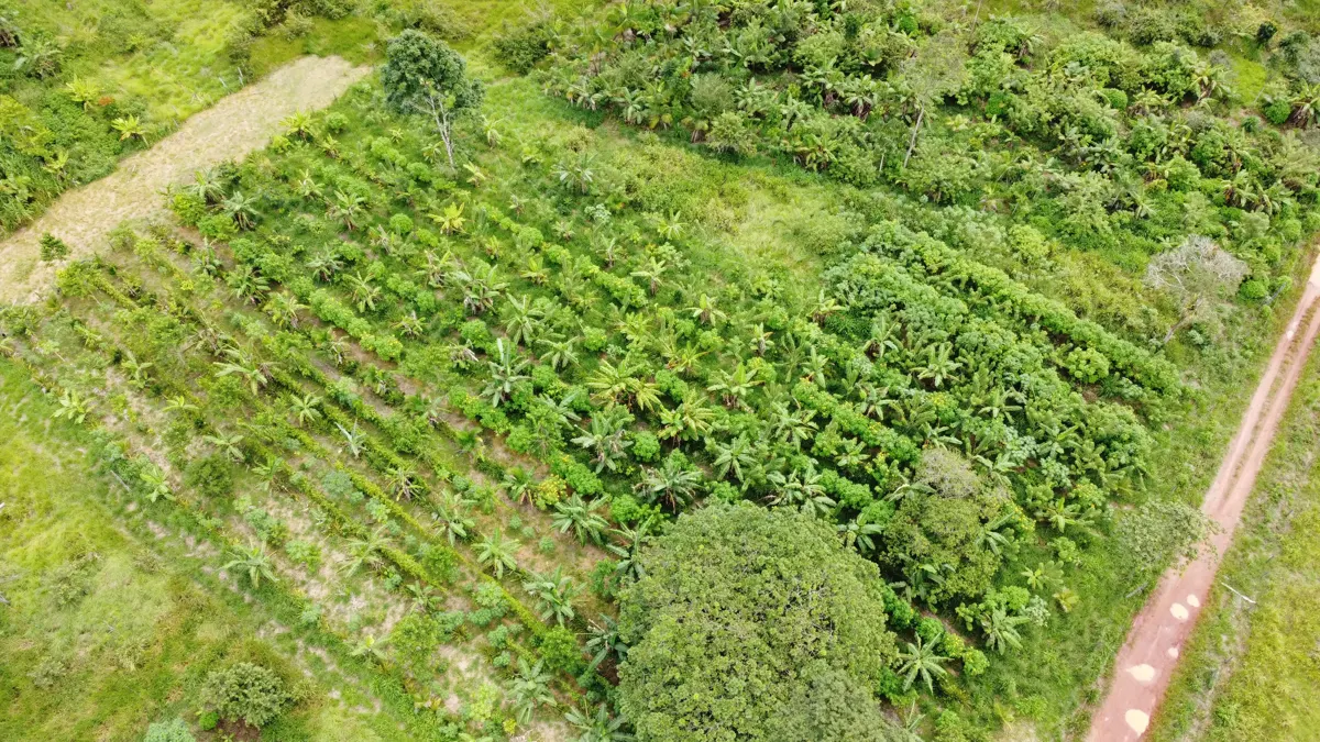 Agrofloresta em crescimento